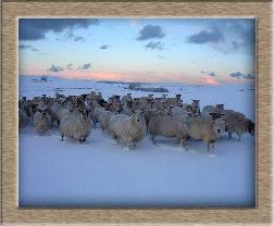 Click to see sheep photo full size