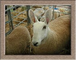 Click to see all SwapLamb sheep photos