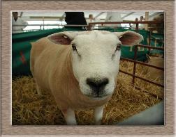 Click to see all SwapLamb sheep photos
