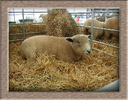 sheep image